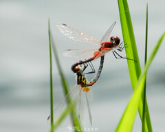 Celithemis bertha