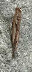 Agriphila geniculea