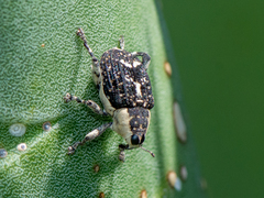 Peltophorus polymitus