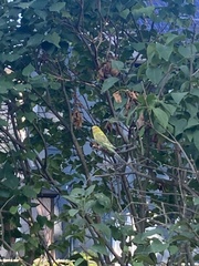 Melopsittacus undulatus