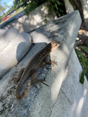 Leiocephalus carinatus