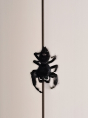Phidippus audax
