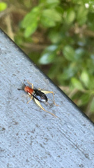 Phyllopalpus pulchellus