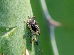 Peltophorus polymitus