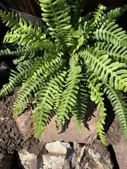 Struthiopteris spicant