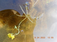 Utricularia radiata