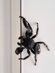 Phidippus audax