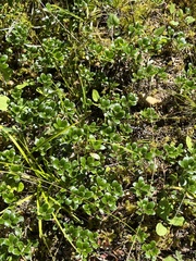 Arctostaphylos uva-ursi