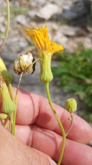 Sonchus arvensis