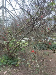 Calliandra tweediei