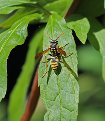 Polistes dominula