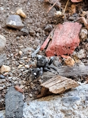 Phidippus audax