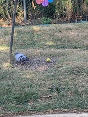 Melopsittacus undulatus