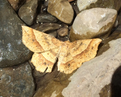 Euchlaena tigrinaria