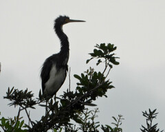 Egretta tricolor