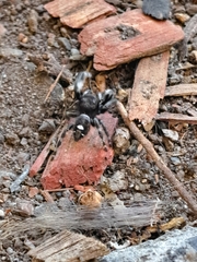 Phidippus audax