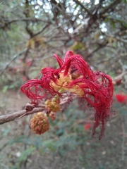 Calliandra tweediei