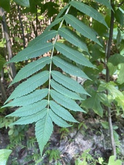 Rhus glabra