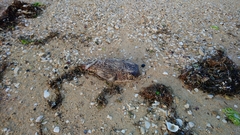 Diodon hystrix