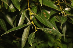 Salix × fragilis