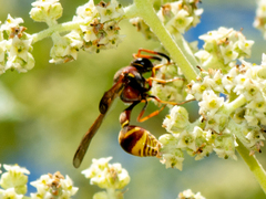 Eumenes