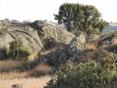 Quercus rotundifolia