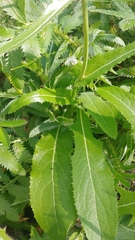 Sonchus arvensis