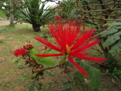 Calliandra tweediei