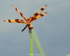 Celithemis eponina
