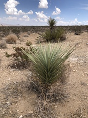 Yucca brevifolia