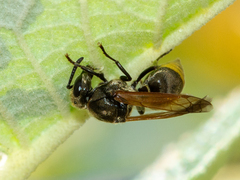 Brachygastra mellifica