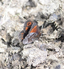 Erebia