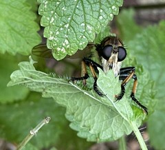 Promachus rufipes