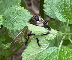 Promachus rufipes