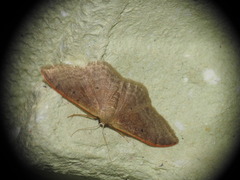 Idaea degeneraria