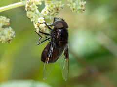 Copestylum violaceum
