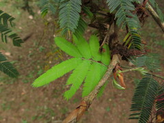Calliandra tweediei