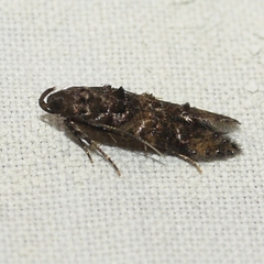 Stilbosis tesquella