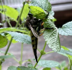 Promachus rufipes