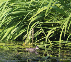 Gallinula chloropus