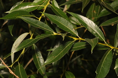 Salix × fragilis