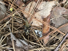 Promachus rufipes