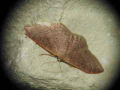 Idaea degeneraria
