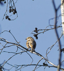 Emberiza schoeniclus