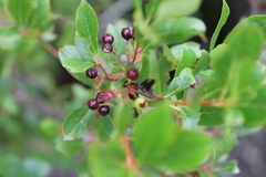 Aronia melanocarpa