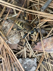 Promachus rufipes