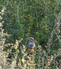 Luscinia svecica