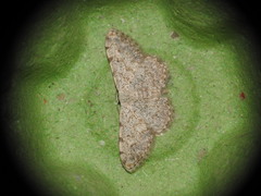 Scopula submutata