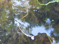 Utricularia purpurea