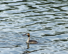 Podiceps cristatus